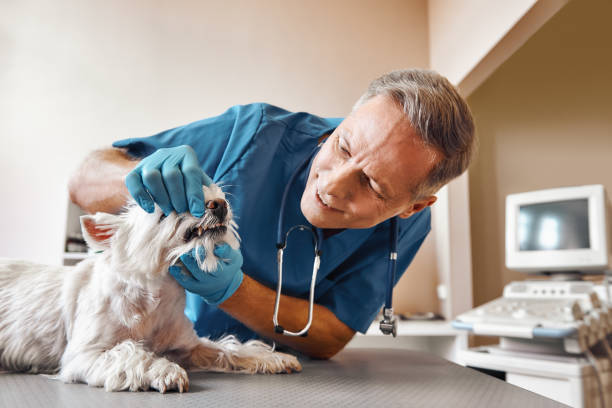 Best Knocked-Out Tooth (Avulsed Tooth) Treatment in Weaverville, NC